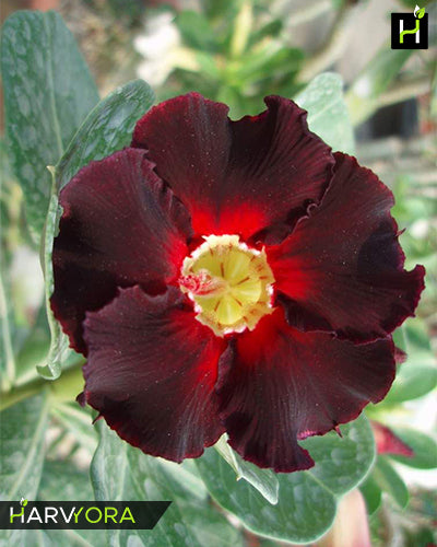 Dark Lark | Single petal black red Grafted Adenium Plant - Desert Rose Bonsai | Adenium Obesum | Outdoor Flowering Plant