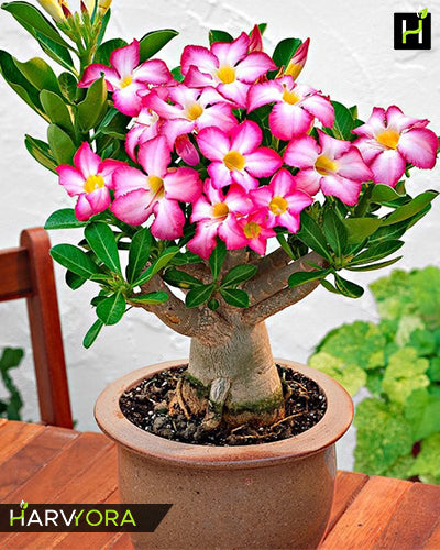 Desert Candy | Single petal tricolor Grafted Adenium Plant - Desert Rose Bonsai | Adenium Obesum | Outdoor Flowering Plant