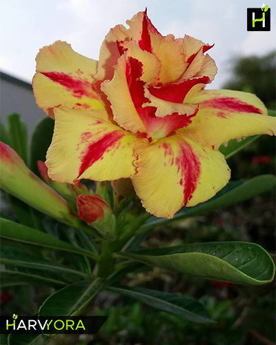 Desert Fire | Double petal yellow red Grafted Adenium Plant - Desert Rose Bonsai | Adenium Obesum | Outdoor Flowering Plant