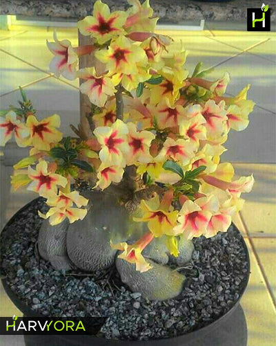 Desert Sand | Single petal yellow red Grafted Adenium Plant - Desert Rose Bonsai | Adenium Obesum | Outdoor Flowering Plant
