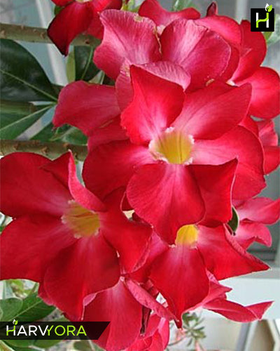 Earth Red (Single petal red Adenium Bonsai Plant)[code-HMER]