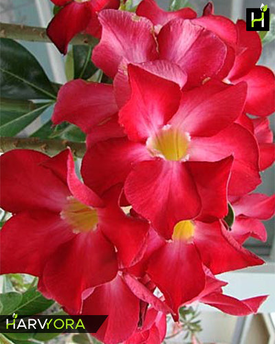 Earth Red | Single petal red Grafted Adenium Plant - Desert Rose Bonsai | Adenium Obesum | Outdoor Flowering Plant