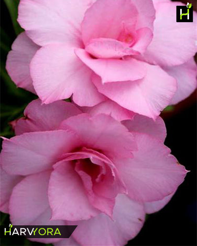 Fathumalatha | Triple petal pink Grafted Adenium Plant - Desert Rose Bonsai | Adenium Obesum | Outdoor Flowering Plant