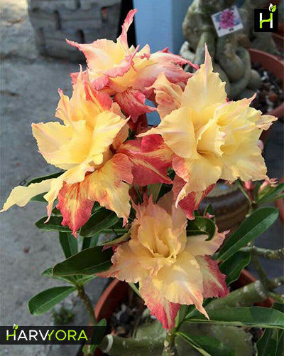 Fire Dragon | Triple petal tricolor Grafted Adenium Plant - Desert Rose Bonsai | Adenium Obesum | Outdoor Flowering Plant