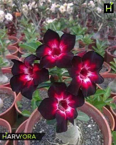 For Your Memory | Single petal tricolor Grafted Adenium Plant - Desert Rose Bonsai | Adenium Obesum | Outdoor Flowering Plant
