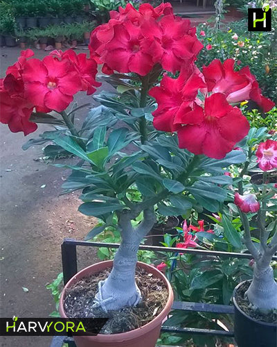 Groom’s Wish | Single Petal Red Grafted Adenium Plant - Desert Rose Bonsai | Adenium Obesum | Outdoor Flowering Plant