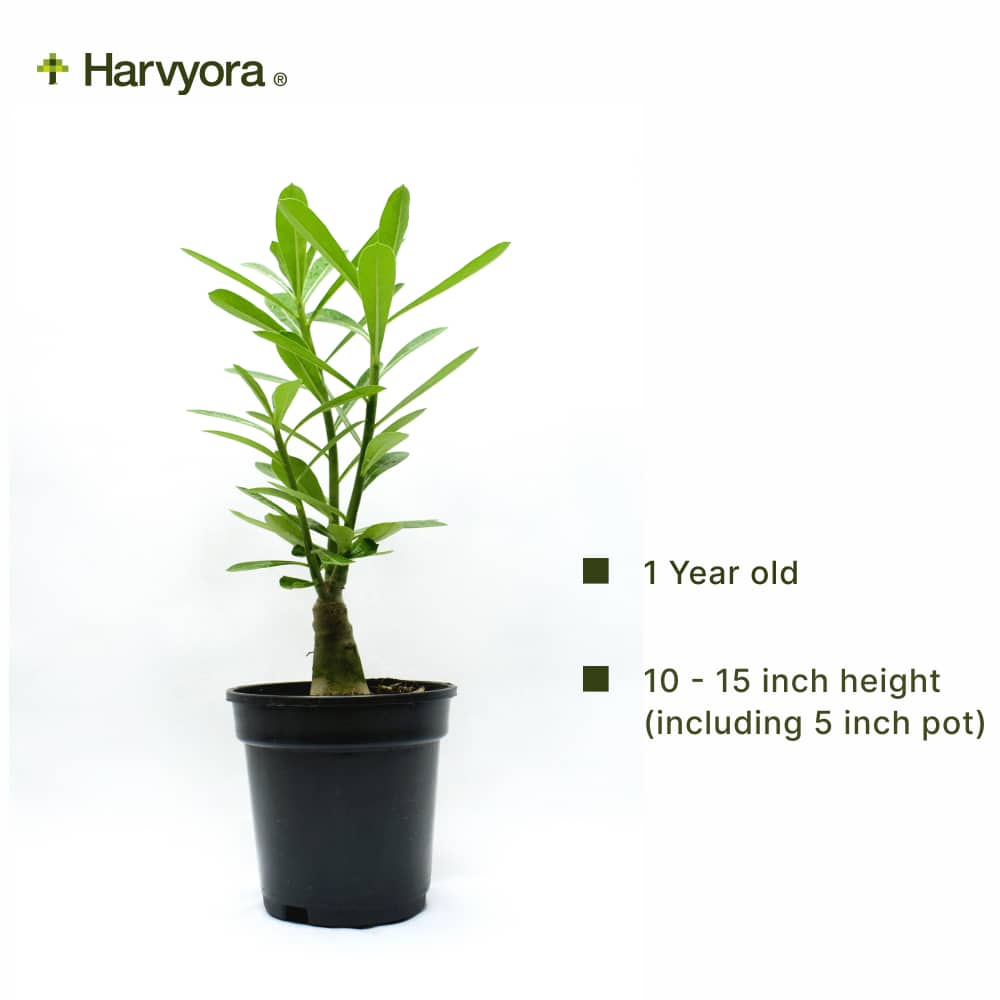 Adenium Combo - HMR and HMPFA (HMCO166)