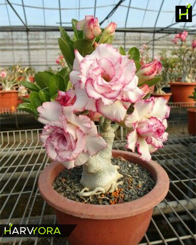 Her Happiness | Triple petal pink white Grafted Adenium Plant - Desert Rose Bonsai | Adenium Obesum | Outdoor Flowering Plant