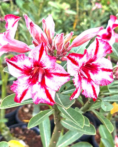 Coffee Red (Single Double Colour Adenium Bonsai Plant) [CODE-HMCR]