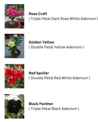 Adenium Combo Set 1 (Rose Craft, Golden Yellow, Red Spoiler, Black Panther) - HMFC17