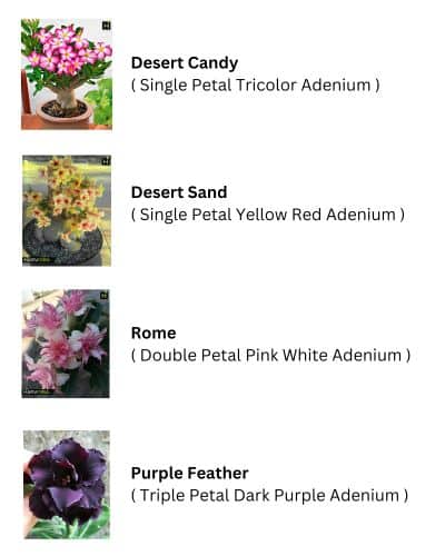 Adenium Combo Set 2 (Desert Candy, Desert Sand, Rome, Purple Feather) - HMFC18