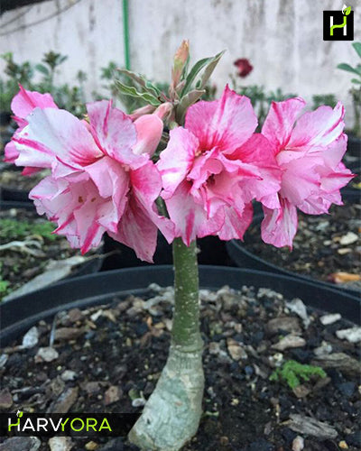 Jingle Bells | Double petal rose white Grafted Adenium Plant - Desert Rose Bonsai | Adenium Obesum | Outdoor Flowering Plant