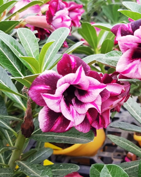 Purple Blast | Triple Petal Purple White Grafted Adenium Plant - Desert Rose Bonsai | Adenium Obesum | Outdoor Flowering Plant