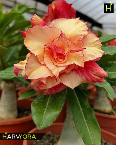 Orange Cup Cake | Triple petal orange red Grafted Adenium Plant - Desert Rose Bonsai | Adenium Obesum | Outdoor Flowering Plant