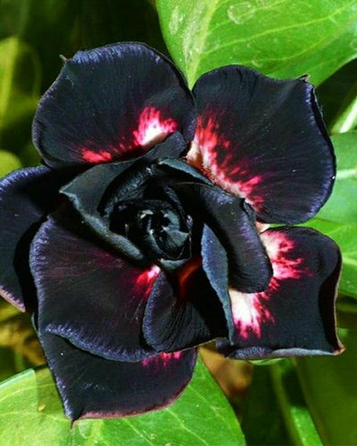 Black Beacon | Triple Petal Black Red White Grafted Adenium Plant - Desert Rose Bonsai | Adenium Obesum | Outdoor Flowering Plant