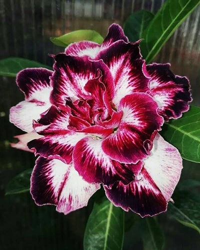 Velvet Crimson | Triple Petal Crimson White White Grafted Adenium Plant - Desert Rose Bonsai | Adenium Obesum | Outdoor Flowering Plant