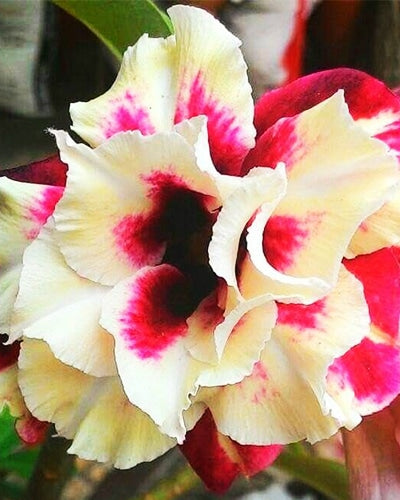 Cheshire Cream | Triple Petal Red Pink Grafted Adenium Plant - Desert Rose Bonsai | Adenium Obesum | Outdoor Flowering Plant