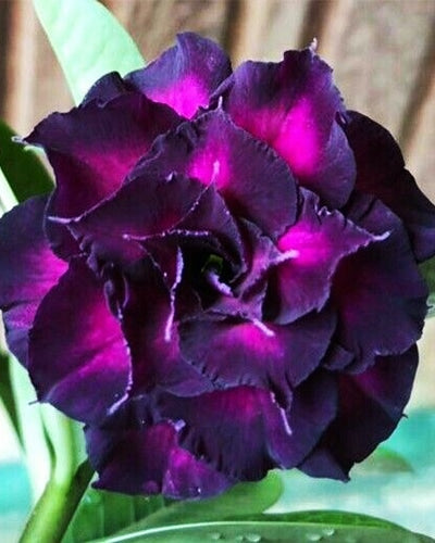 Purple Star | Triple Petal Grafted Adenium Plant - Desert Rose Bonsai | Adenium Obesum | Outdoor Flowering Plant