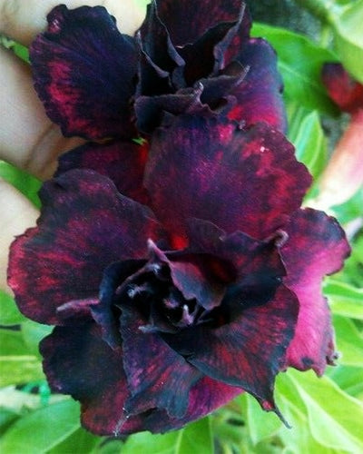 Raspberry Black (Triple Petal Raspberry Black Adenium Bonsai Plant) [CODE-HMRB]