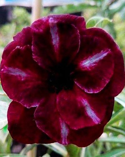 Desert Wine | Double Petal Dark Grafted Adenium Plant - Desert Rose Bonsai | Adenium Obesum | Outdoor Flowering Plant