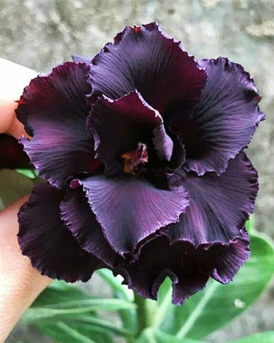 Purple Feather | Triple Petal Dark Purple Grafted Adenium Plant - Desert Rose Bonsai | Adenium Obesum | Outdoor Flowering Plant