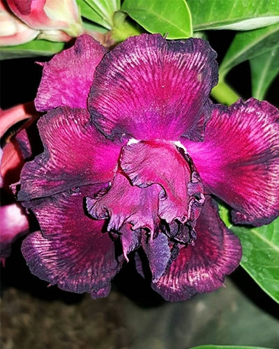 Desert Purpler | Double Petal Purple Black Grafted Adenium Plant - Desert Rose Bonsai | Adenium Obesum | Outdoor Flowering Plant
