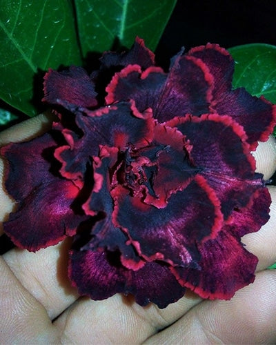 Purple Fairy | Triple Petal Dark Purple Red Grafted Adenium Plant - Desert Rose Bonsai | Adenium Obesum | Outdoor Flowering Plant