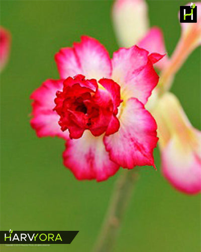 Pink Paradise | Triple petal pink white Grafted Adenium Plant - Desert Rose Bonsai | Adenium Obesum | Outdoor Flowering Plant