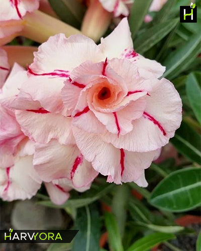 Peach Red Romance | Triple petal peach red Grafted Adenium Plant - Desert Rose Bonsai | Adenium Obesum | Outdoor Flowering Plant