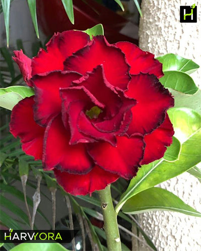 Red Angel(Triple petal red black Adenium Bonsai Plant)[code-HMRA]