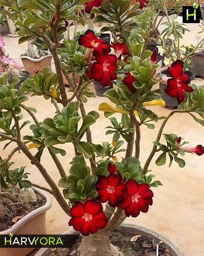 Red Night | Single petal black red Grafted Adenium Plant - Desert Rose Bonsai | Adenium Obesum | Outdoor Flowering Plant
