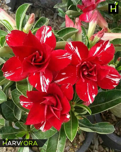 Red Spoiler | Double petal red white Grafted Adenium Plant - Desert Rose Bonsai | Adenium Obesum | Outdoor Flowering Plant