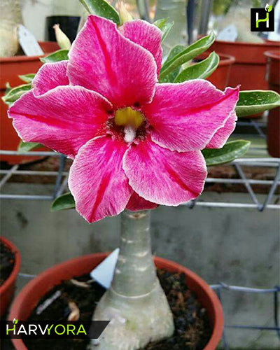 Red Stripes | Single petal rose red Grafted Adenium Plant - Desert Rose Bonsai | Adenium Obesum | Outdoor Flowering Plant