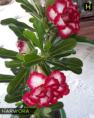Red Venture | Double petal red white Grafted Adenium Plant - Desert Rose Bonsai | Adenium Obesum | Outdoor Flowering Plant