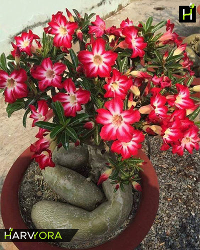 Rolling Red | Single petal red white Grafted Adenium Plant - Desert Rose Bonsai | Adenium Obesum | Outdoor Flowering Plant