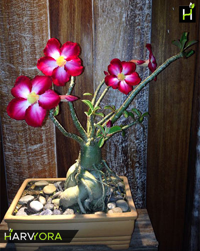 Rolling Rose | Single petal red white Grafted Adenium Plant - Desert Rose Bonsai | Adenium Obesum | Outdoor Flowering Plant