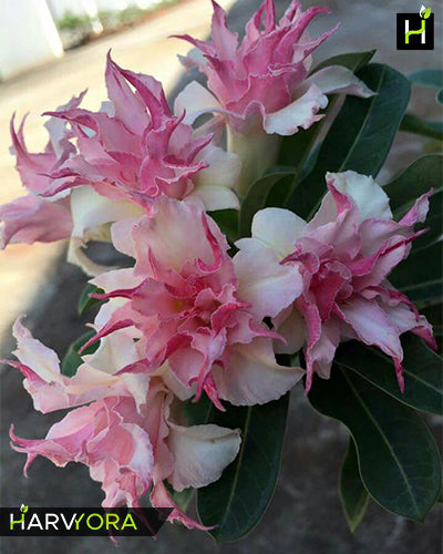 Rome(Double petal pink white Adenium Bonsai Plant)[code-HMR]