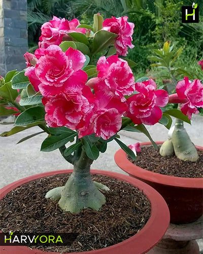 Rose Craft | Triple petal dark rose white Grafted Adenium Plant - Desert Rose Bonsai | Adenium Obesum | Outdoor Flowering Plant
