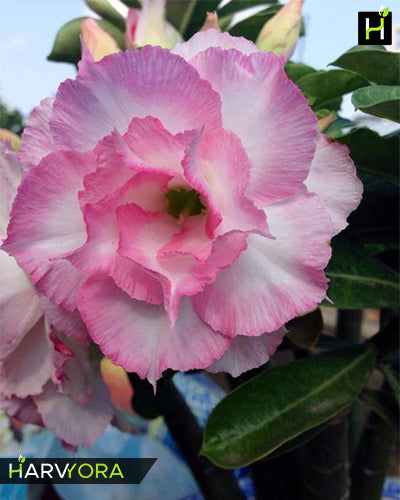 Rose of West (Triple petal rose white Adenium Bonsai Plant)[code-HMRW]