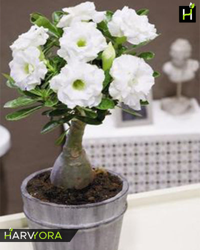 Valiant of You | Double petal white Grafted Adenium Plant - Desert Rose Bonsai | Adenium Obesum | Outdoor Flowering Plant