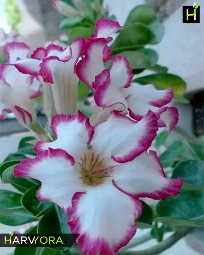 Violet Shower | Single petal violet&amp; white Grafted Adenium Plant - Desert Rose Bonsai | Adenium Obesum | Outdoor Flowering Plant