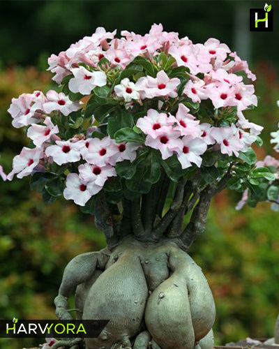 Wedding Souvenir | Single petal light peach Grafted Adenium Plant - Desert Rose Bonsai | Adenium Obesum | Outdoor Flowering Plant