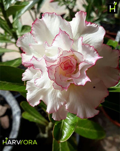 White Angel | Triple petal white and rose Grafted Adenium Plant - Desert Rose Bonsai | Adenium Obesum | Outdoor Flowering Plant