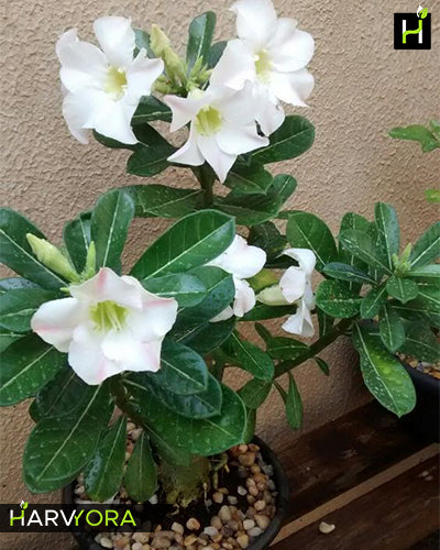 White Vegas | Single petal Grafted Adenium Plant - Desert Rose Bonsai | Adenium Obesum | Outdoor Flowering Plant