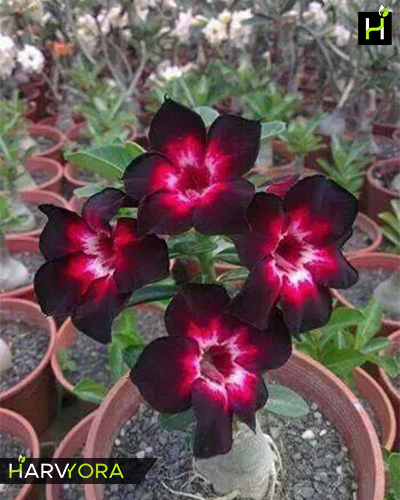 For Your Memory (Single petal tricolor Adenium Bonsai Plant)[code-HMFYM]