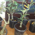 Adenium Bonsai Four Color Combo (Package of Four, Rose Craft - Valiant of You - Dancing Lady - Fathumalatha)[code-HMFC10]