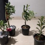 Adenium Bonsai Four Color Combo(Package of Four, Rose Craft-Rome-White Angel-Red Angel)[code-HMFC02]