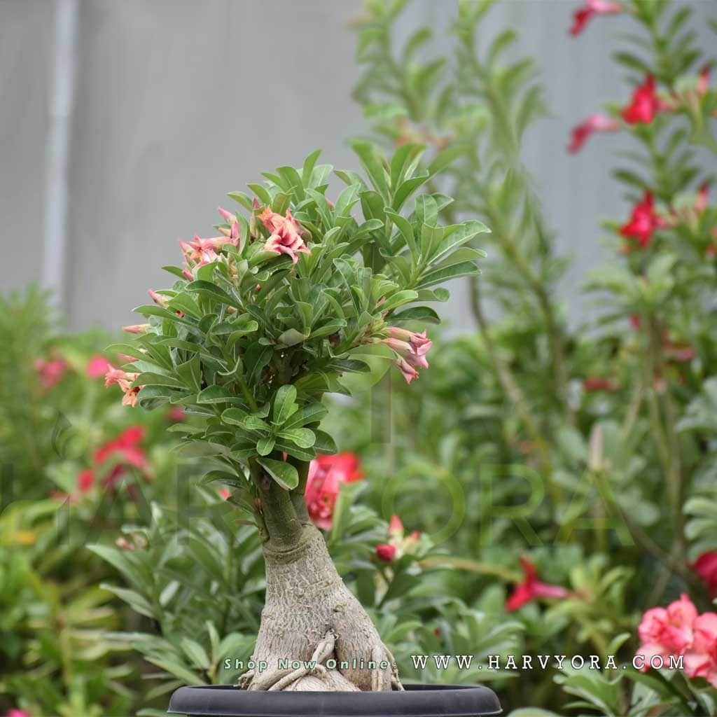 Desert rose bonsai flowering plant
