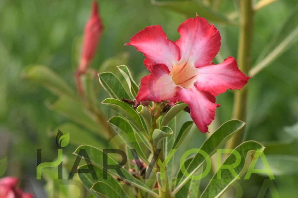Adenium (Desert Rose) Obesum